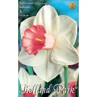   Blumenzwiebel Narcissus Salome 5 Stück Garten Saatgut von Rédei