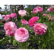   Blumenzwiebel Butterblume Picotee Rosa 10 Stück Garten Samen