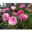 Blumenzwiebel Butterblume Picotee Rosa 10 Stück Garten Samen