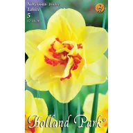   Blumenzwiebel Narcissus Tahiti 5 Stück Garten Saatgut von Rédei