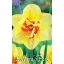 Blumenzwiebel Narcissus Tahiti 5 Stück Garten Saatgut von Rédei