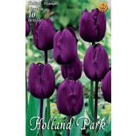   Blumenzwiebel Tulpe Negrita 10 Stück Garten Saatgut von Rédei