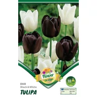   Blumenzwiebel Tulpe Duo Schwarz-Weiß 10 Stück Garten Saatgut