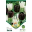 Blumenzwiebel Tulpe Duo Schwarz-Weiß 10 Stück Garten Saatgut