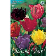   Blumenzwiebel Tulpe Papageienblume Farbmischung 10 Stück Garten Saatgut von Rédei