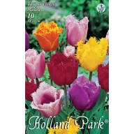   Blumenzwiebel Tulpe Crispa Farbmischung 10 Stück Garden Seed von Rédei
