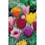 Blumenzwiebel Tulpe Crispa Farbmischung 10 Stück Garden Seed von Rédei