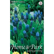   Blumenzwiebel Perle (Muscari latifolium) 10 Stück Garten Saatgut