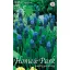 Blumenzwiebel Perle (Muscari latifolium) 10 Stück Garten Saatgut