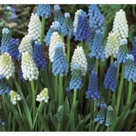   Blumenzwiebel Perle (Muscari latifolium) Mix 10 Stück Garten Saatgut