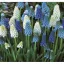 Blumenzwiebel Perle (Muscari latifolium) Mix 10 Stück Garten Saatgut