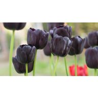   Blumenzwiebel Tulpe Sammlung 3x6 Stück schwarz Rédei Kertimag