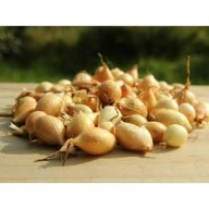 Dughagyma Shakespeare 14-19 mm 250 g VM