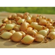 Dughagyma Senshyu Gelb 14-19 mm 250g VM