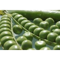 Grüne Erbsen Somerwood 250 g Royal Sluis