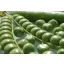 Grüne Erbsen Somerwood 250 g Royal Sluis