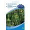 Gurke mini snack Kalimero F1 10 Samen Urban gardener Serie