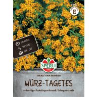   Estragon Mexikanisch Estragon Hot Mexikanisch 100 Körner Sperli