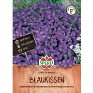 Rasenviolett Azurro 50 Samen Sperli