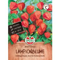 Laternenblume Mikie's Laterne 70 Samen Sperli