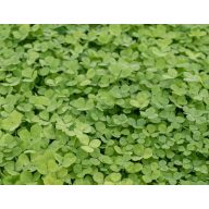 Weißklee Pipolina 100g Rocalba