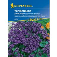 Vanilleblume Vanillezauber Kiepenkerl