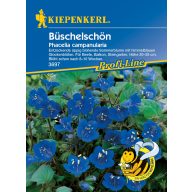 Geißblatt 50 Körner Kiepenkerl