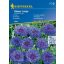 Kornblume Blauer Junge 60 Samen Kiepenkerl
