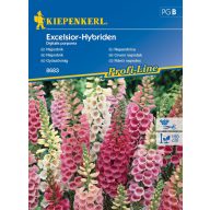 Fingerhut Excelsior-Hybriden 50 Samen Kiepenkerl