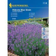 Lavendel Hidcote Blue Strain 40 Samen Kiepenkerl