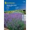 Lavendel Hidcote Blue Strain 40 Samen Kiepenkerl