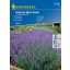 Lavendel Hidcote Blue Strain 40 Samen Kiepenkerl
