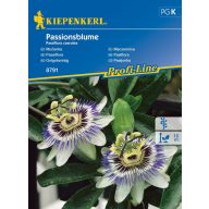 Passionsblume 20 Samen Kiepenkerl