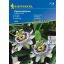 Passionsblume 20 Samen Kiepenkerl
