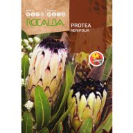   Zuckerstrauch Nerifolia ( Protea nerifolia) Rocalba 6 Körner
