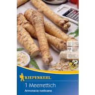 Meerrettich (Wurzelstock) Kiepenkerl 1 St.