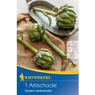 Artischocken (Rhizom) Kiepenkerl 1 Stück