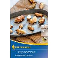 Topinambur (Rhizom) weiß Kiepenkerl 1 Stück