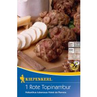 Topinambur (Rhizom) bordeauxfarbenes Kiepenkerl 1 Stück