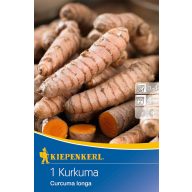 Kurkuma (Rhizom) Kiepenkerl 1 Stück