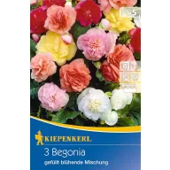   Blumenzwiebel Gumy begonia (vollblütig) Farbmix Kiepenkerl 3 Stück
