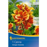   Zwiebel Dwarf Canna (Canna) Queen Charlotte (gelb-rot) Kiepenkerl 1 Stück