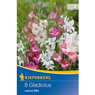   Zwiebel Mini-Schwertblume Gladiolus Nanus-Mix Kiepenkerl 8 Stück