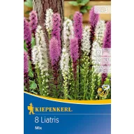 Blumenzwiebeln Weidenzwiebel (Liatris) Kiepenkerl 8 Stück