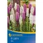 Blumenzwiebeln Weidenzwiebel (Liatris) Kiepenkerl 8 Stück