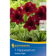   Zwiebel Amaryllis Arabian Night (burgund) Kiepenkerl 1 Stück
