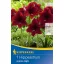 Zwiebel Amaryllis Arabian Night (burgund) Kiepenkerl 1 Stück