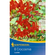   Blumenzwiebel Weidenwermut (Crocosmia) Luzifer (rot) Kiepenkerl 8 Stück