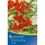 Blumenzwiebel Weidenwermut (Crocosmia) Luzifer (rot) Kiepenkerl 8 Stück