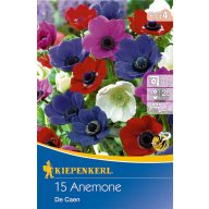   Blumenzwiebel Anemone De Caen (einblütiger Farbmix) Kiepenkerl 15 Stück